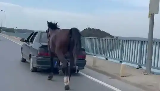 Adana'da Bir Ata Eziyet Eden Kişi Tutuklandı: Olayın Ayrıntıları Neler?