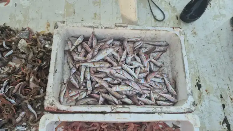 Taze Balık Avı: Limana Gelen İki Cesur Balıkçı Hikayesi