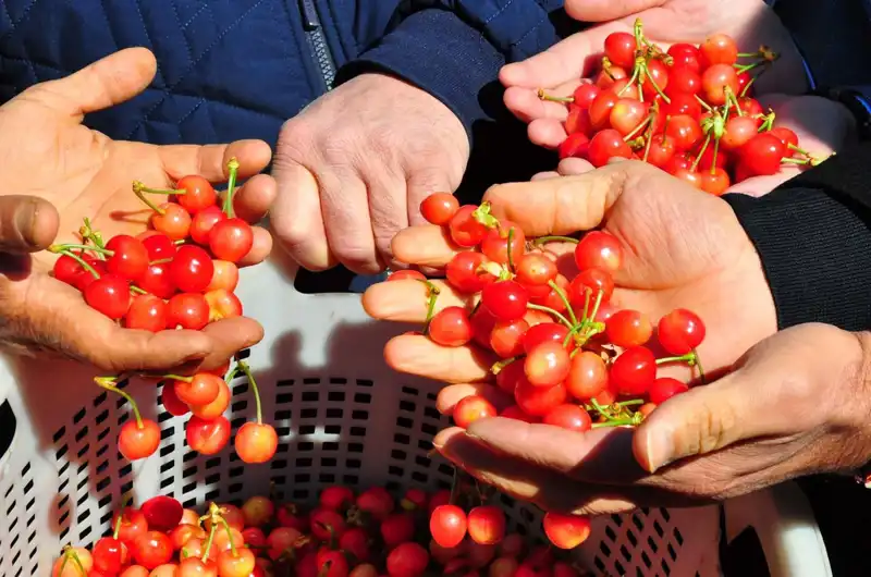 İlk Hasat Coşkusu: Kilosu 3.500 TL’den Alıcı Buldu!