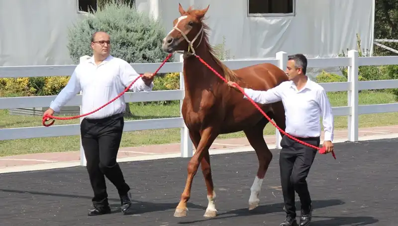 Taşkın Kral: Doğanın Gücünü Gözler Önüne Seren Rekorlar