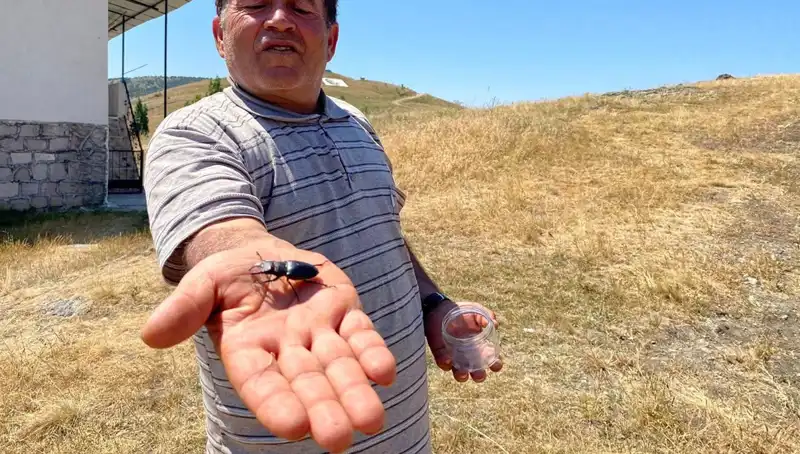 Sivas'ta Bulunan Türkiye'nin Koruma Altındaki Böceği: Cezası 557 Bin TL!