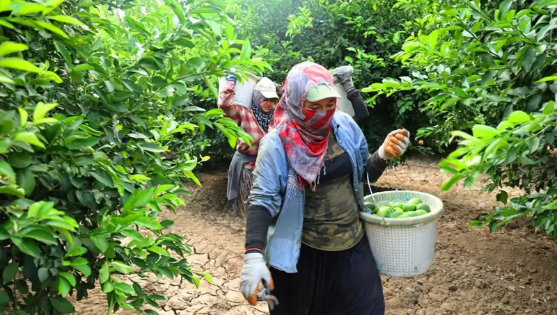 Türkiye'de Marketler de Fiyat Alarmı: Kilo Fiyatları 150 Lira Aştı