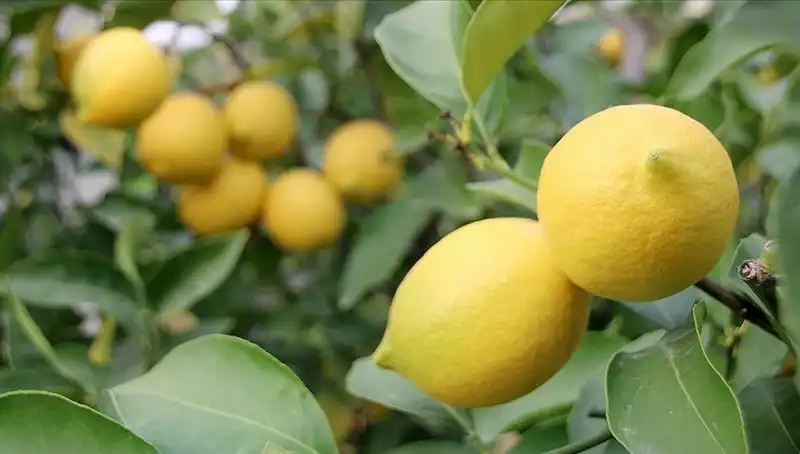 Limon Fiyatları Tavan Yaptı: Tüketicinin Cebini Yakıyor!