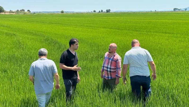 Yeşil Deniz Gibi Çeltik Tarlaları: Rekor Hasat Kapıda