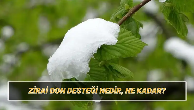 Zirai Don Desteği 2023: Hangi İllere Ne Kadar Yardım Yapılıyor?