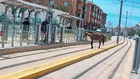 Eskişehir'de Tramvay Raylarında Başboş Gezen At, Şehirde Şaşkınlık Yarattı