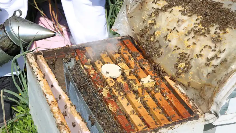 Genç Arıcı Yurt Dışına Bal İhraç Ediyor: Ata Mesleği Hayat Buluyor