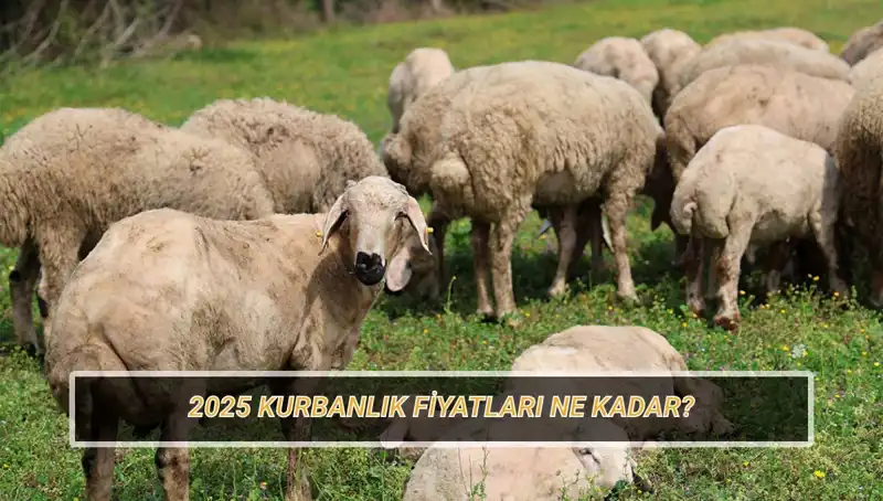 2025 Kurban Fiyatları Belli Oldu: Büyükbaş ve Küçükbaş Hiç Olmamıştı!