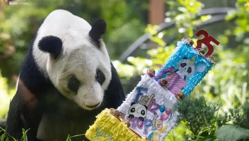 35 Yaşında Dev Panda Xin Xin, Hayranlarını Büyüledi!