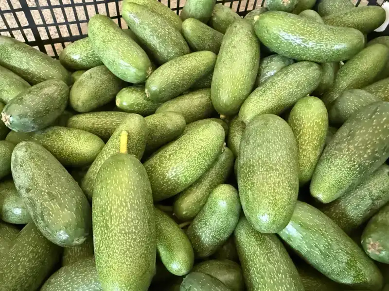 Antalya'nın Eşsiz Tarım Ürünleri: Rekolte Beklentisi Zengin