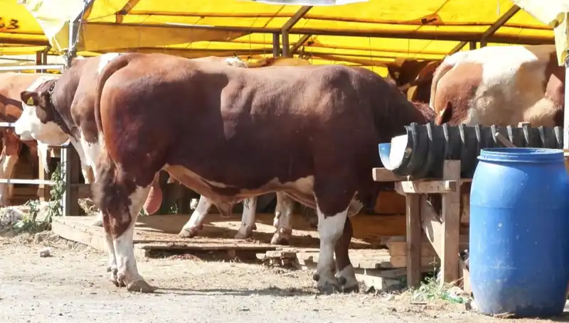 Kurban Pazarlarında Büyük Hareketlilik: Fiyatlar ve Seçim Taktikleri