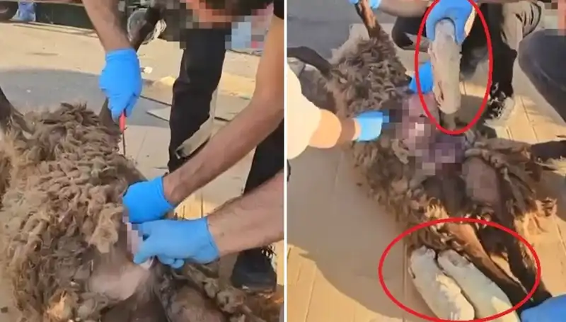 Ölü Koyunun Karnından Çıkanlar: Zehir Tacirlerinin Şok Edici Yöntemi