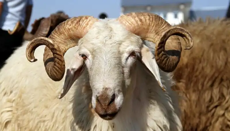 2025 Kurban Bayramı Tatili Ne Zaman Başlıyor ve Kaç Gün Sürecek?