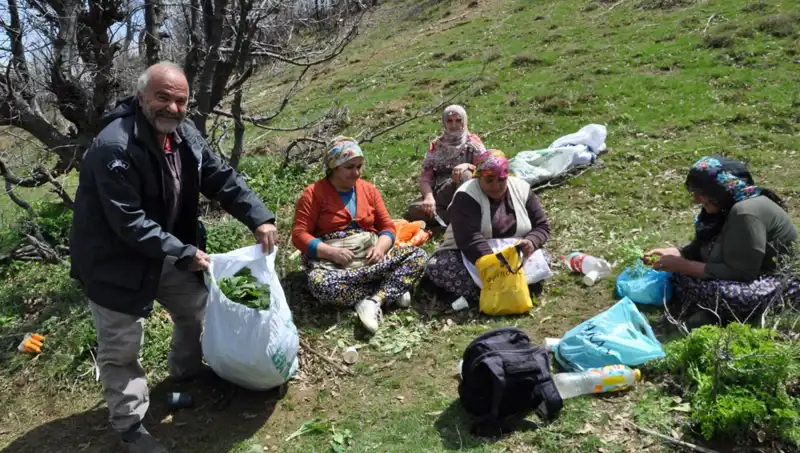 Yürüyerek Topladıkları Mantarın Kilosu 250 Lira: Geçim Mücadelesi