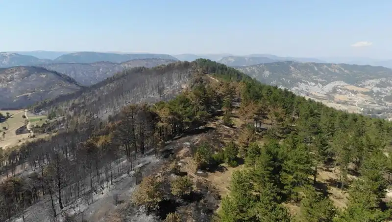 Bolu'da Doğa Seferberliği: 5 Milyon Fidan Toprakla Buluşuyor