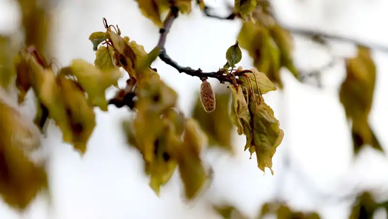Zirai Don Felaketinin İzleri Üzerine Meclis'ten Önemli Adım