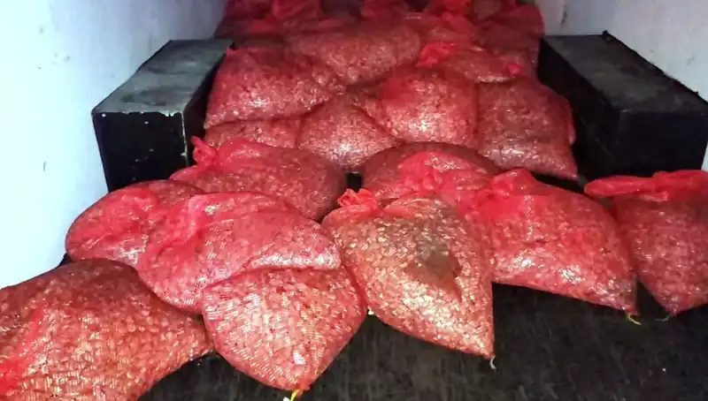 Samsun'da Dev Midye Operasyonu: 1,5 Ton Kaçak Midye Ele Geçirildi