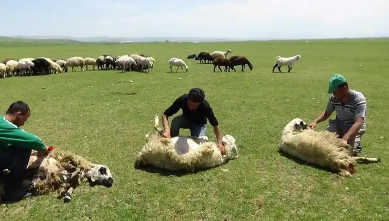 Koyun Kırkımı Başladı: 3 Bin 370 Metredeki Gelenek ve Üretim