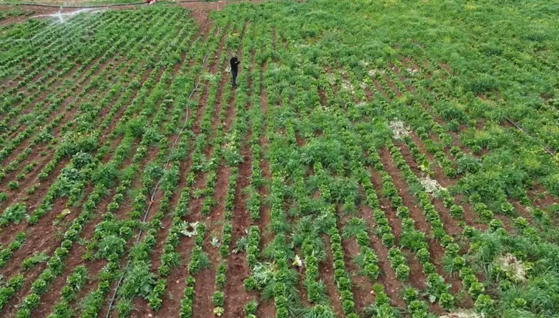 Kuraklık Marul Hasadını Vurdu: Üreticiler Kayıplar Yaşıyor
