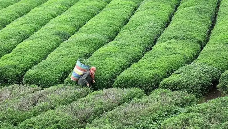 Bayramda ÇAYKUR'dan Yaş Çay Alımı Sürecek: Çiftçilere Destek Devam Ediyor
