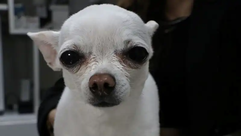 Gece Horlamasıyla Uyumak İsteyenlerin Kabusu: Mini