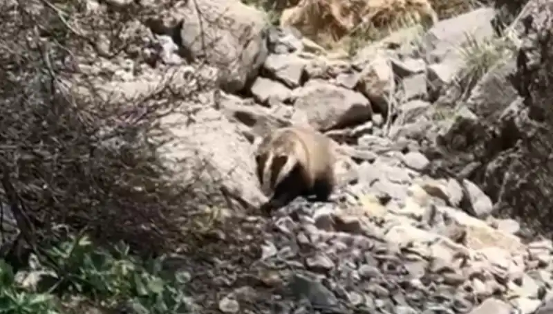 Batman’da Görüntülenen Nesli Tükenmekte Olan Tür: Doğa Koruma Mücadelesi Zorlaşıyor