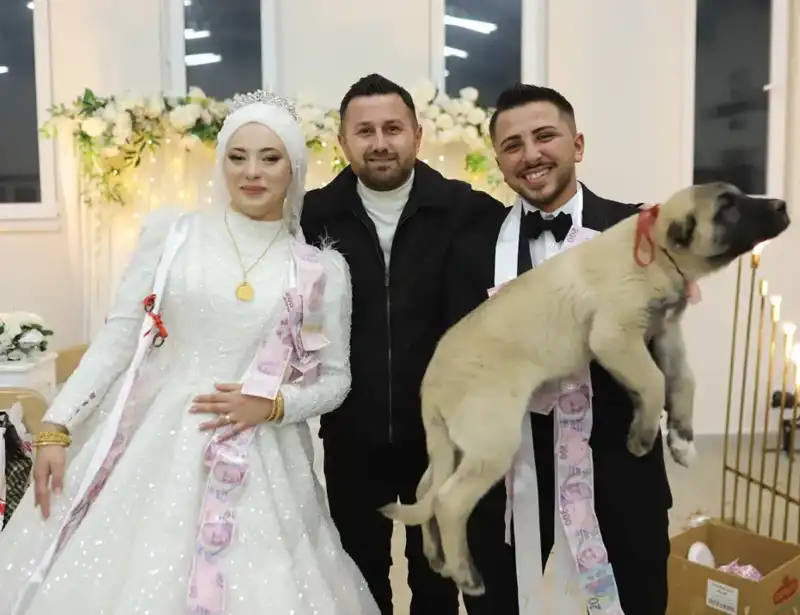 Düğün Geleneğine Yenilik: Gelin ve Damat'a Çoban Köpeği Hediye Edildi