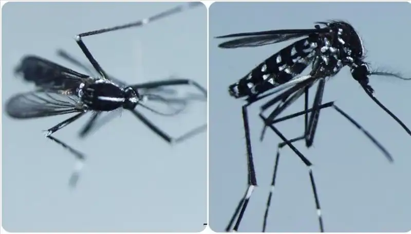 Chikungunya Virüsü: Hastalık, Belirtileri ve Etkilediği Ülkeler Neler?