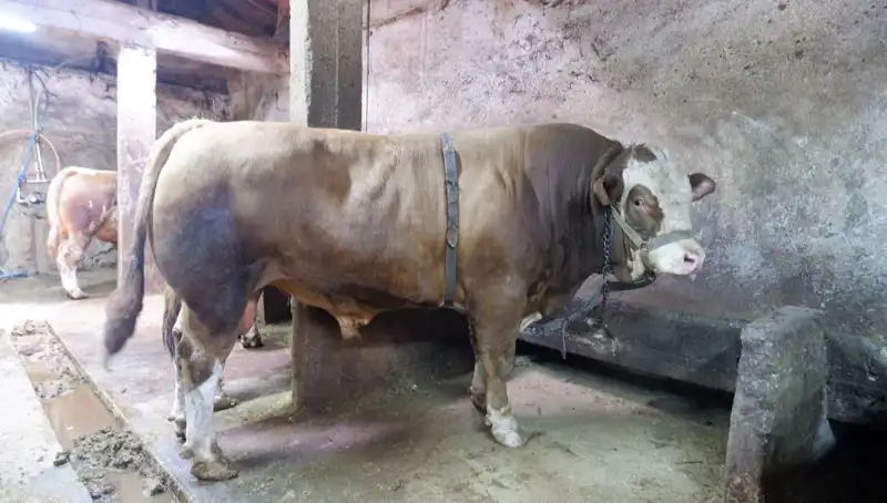 Türkiye'nin En Ağır Sebze Rekoruyla Dünyayı Şaşırttı: 1 Ton 200 Kilo!