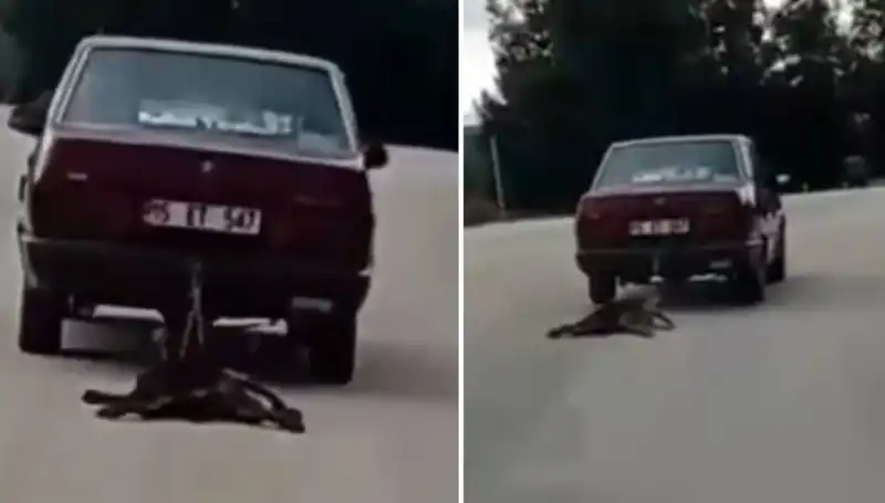 Otomobilin Arkasına Bağlanan Köpek Hayata Dönüşü Olan Bir Yolculuk Yaşadı