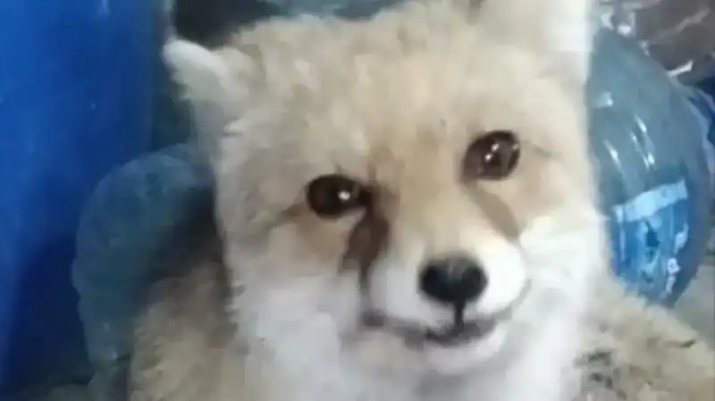 Bahçesindeki Tilkilere Aşkıyla Şefkatle Yaklaştı