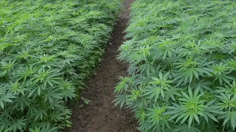 Kenevir Yetiştiriciliğinde Çığır Açan Karar: 21 İl İçin Onay