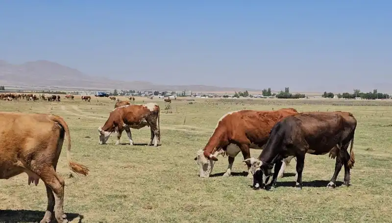 Arin Gölü Kurudu, Yerel Toplum Büyük Su Sıkıntısı Çekiyor