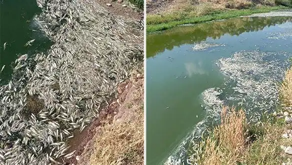 Karasu Çayı'nda Balık Ölümleri: Sebepler ve Sonuçları Üzerine İnceleme