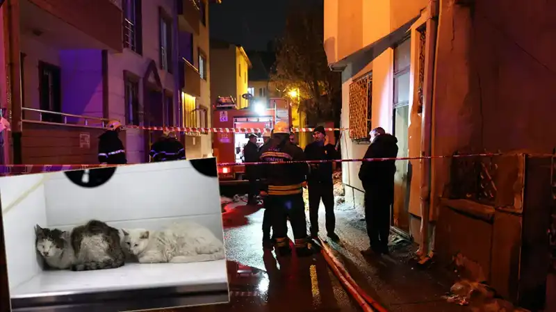 Evde Çıkan Yangında 26 Kedi Hayatını Kaybetti: Aile Büyük Bir Yas Yaşıyor