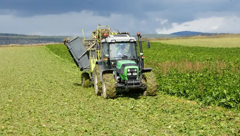 Kastamonu'da Pancar Hasadı Başladı: Çiftçiler Umutla Bekliyor