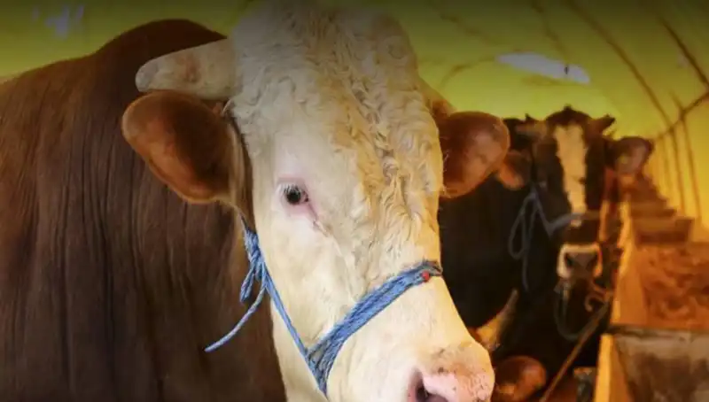Akika Kurbanı Nedir? Ne Zaman Kesilmeli ve Hangi Faydaları Var?