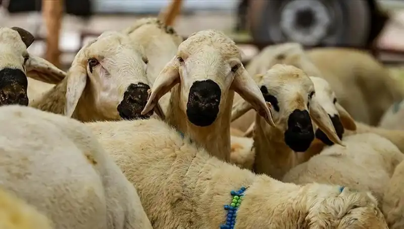 Kurban Bayramı Tatili Uzuyor mu? 2024 Bayram Tarihleri Açıklandı