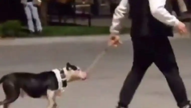 Ağızlıksız Pitbull, Diğer Köpeklere Saldırdı: Sahibine Para Cezası Verildi